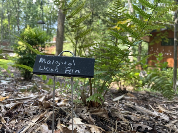 Photograph of garden plant marker with bad handwriting on it, reading Marginal Wood Fern