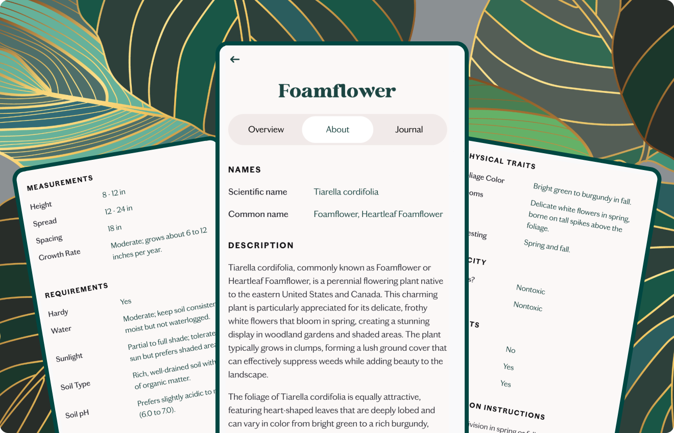 An image of the about tab within the Known app, showing numerous details for the Foamflower plant, in front of a grean leaf background